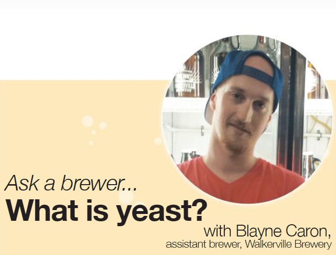 The Urbanite: ASK A BREWER: What is Yeast?