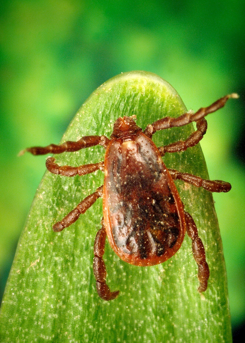 A male brown dog tick, Rhipicephalus sanguineus. Original image sourced from US Government department: Public Health Image Library, Centers for Disease Control and Prevention. Under US law this image is copyright free, please credit the government department whenever you can”.