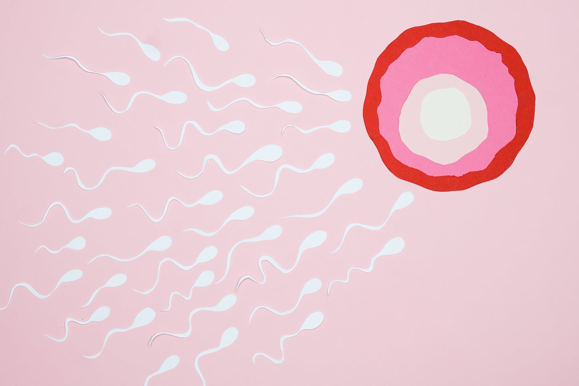 sperms swimming towards an ovum (Photo by Nadezhda Moryak)