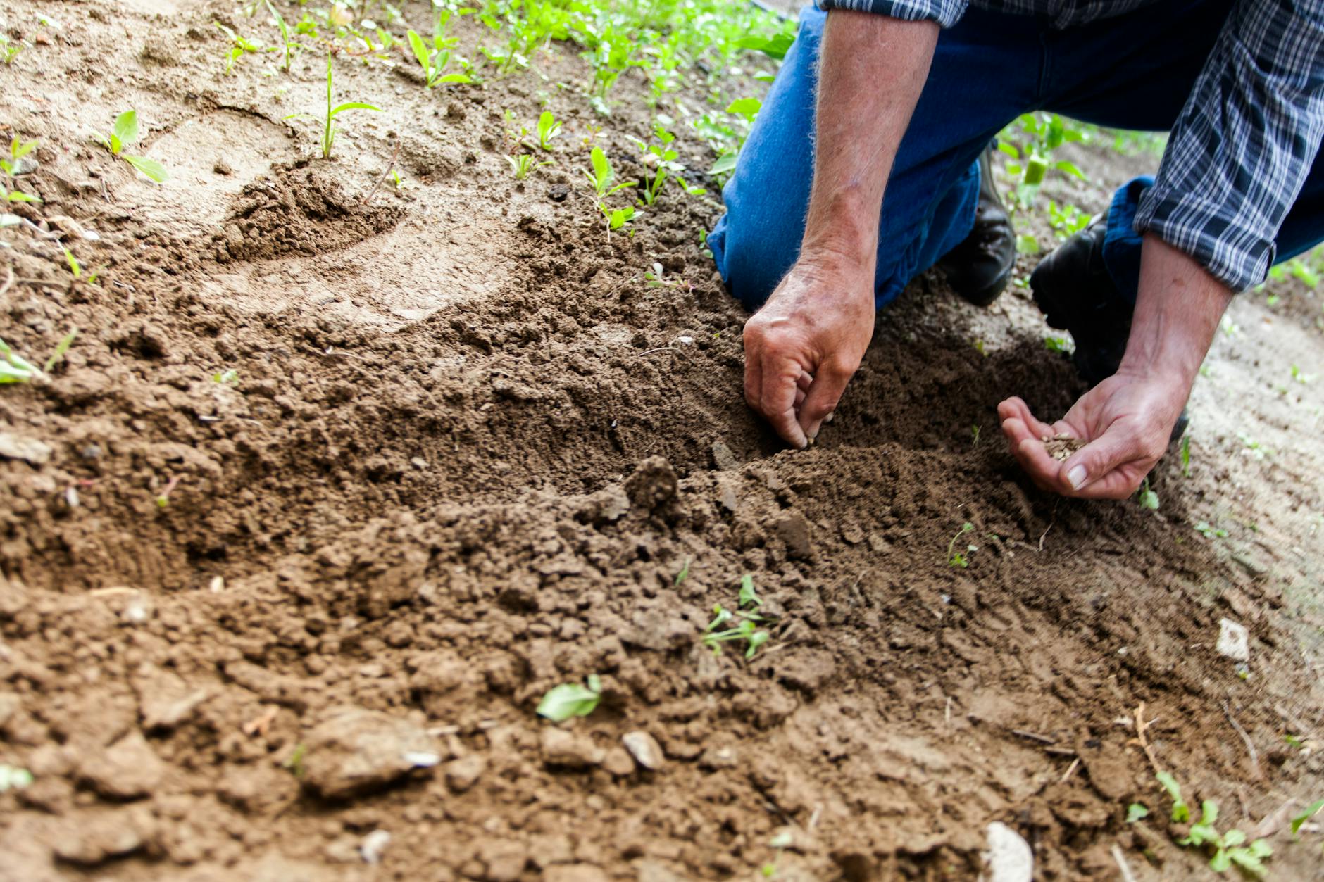 Planting Crops (Photo by Binyamin Mellish)