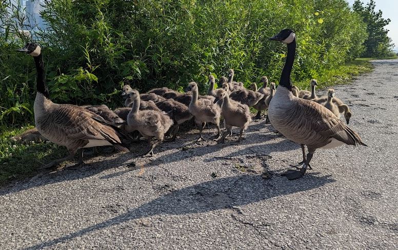 Canada Geese not recommended for death by city administration