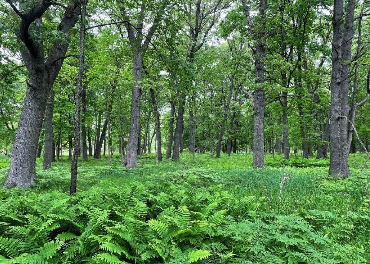 Ojibway National Urban Park location (https://letstalk.citywindsor.ca/)