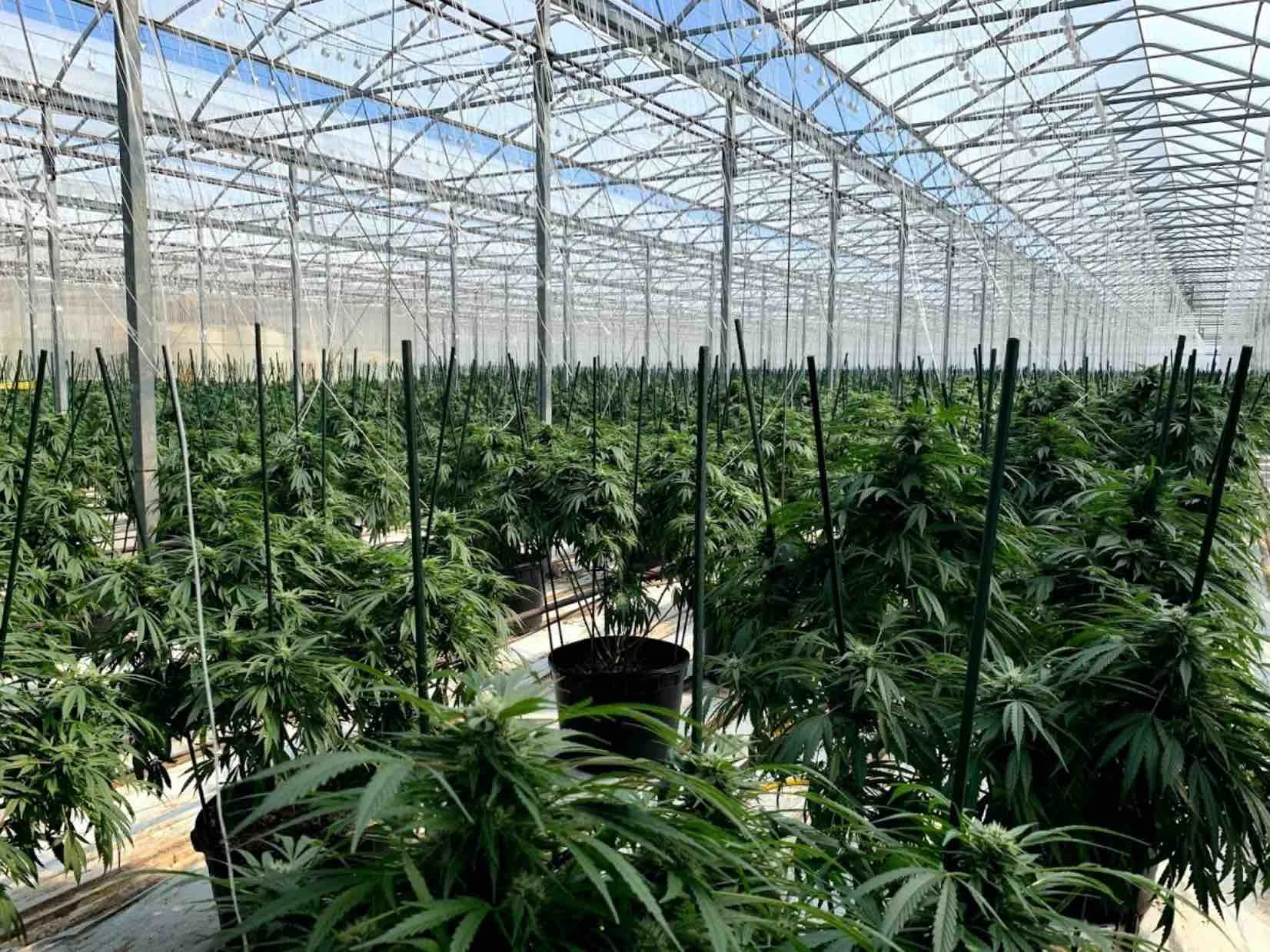 Illegal Chatham Cannabis Grow (Chatham Kent Police Service)